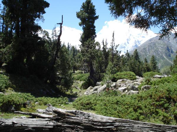 Fairy Meadow, Nanga Parbat
