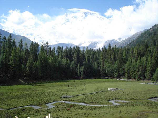 Fairy Meadow