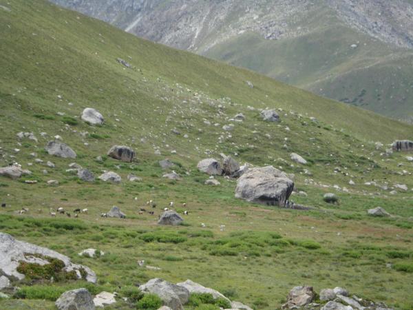 Fairy Meadows