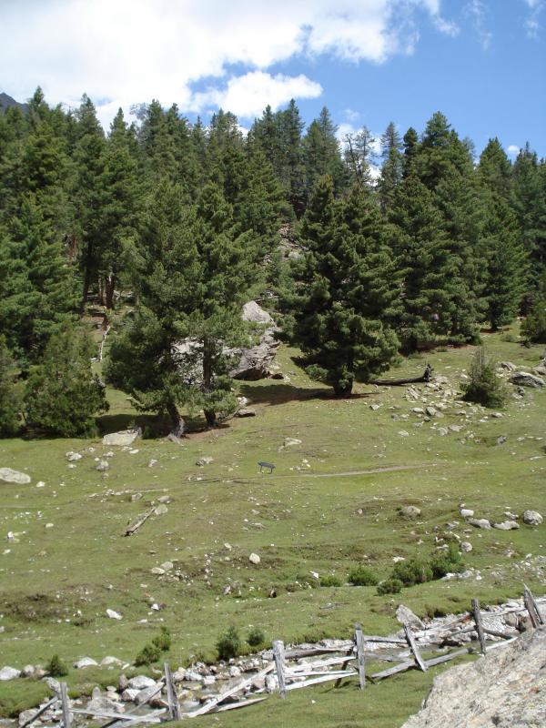 Fairy meadows, nanga parbat
