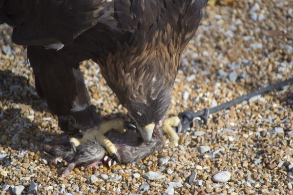 Falcon eating