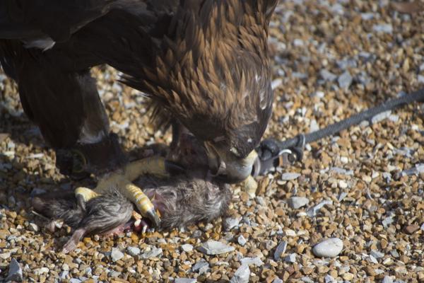 Falcon eating