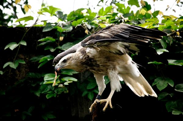 Falcon