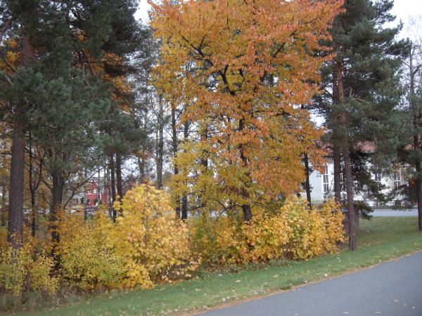 Fall 2008 in Sweden