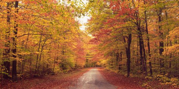 Fall