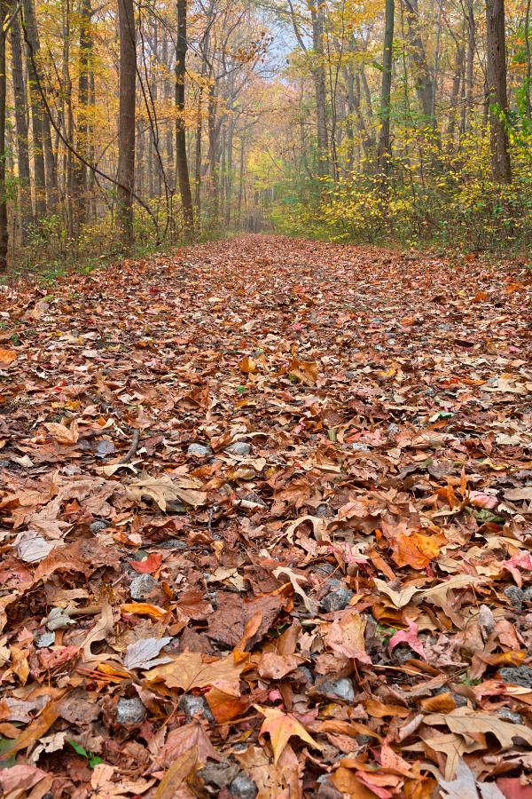 Fall Ferry Grove Trail - HDR