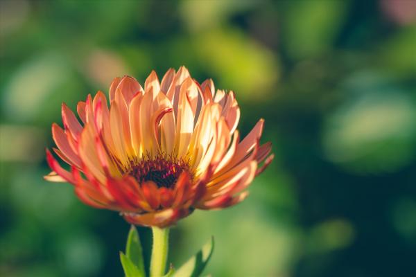 Fall Flower