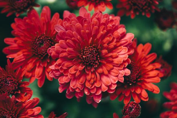 Fall flowers