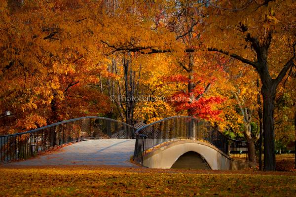 Fall Foliage