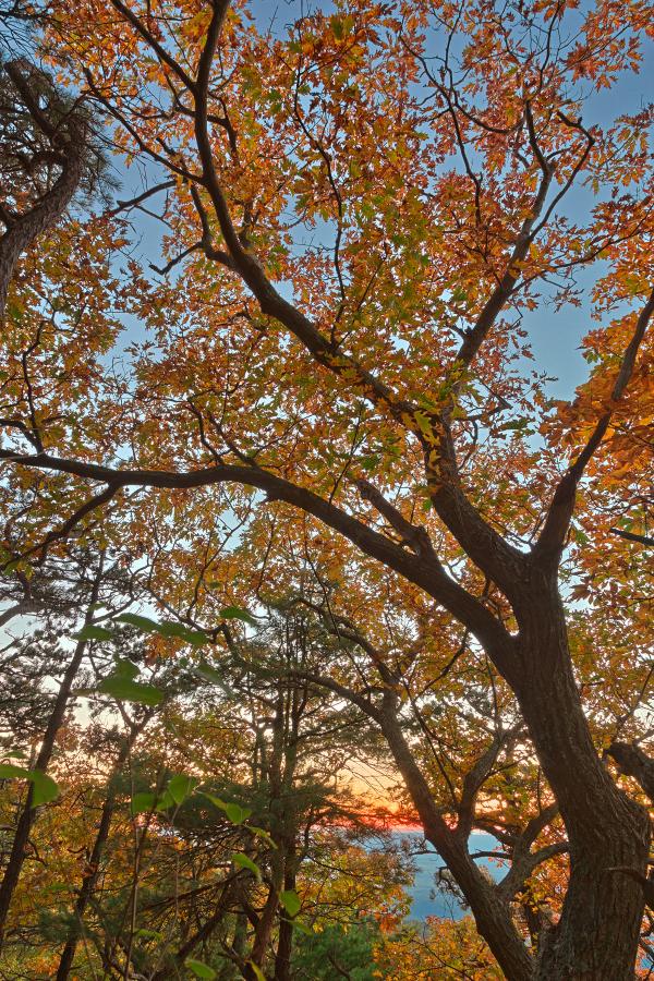Fall Forest Sunset - HDR