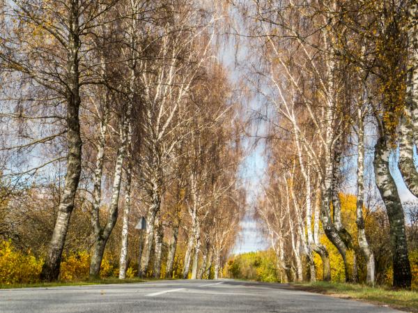 Fall from the mid of the road