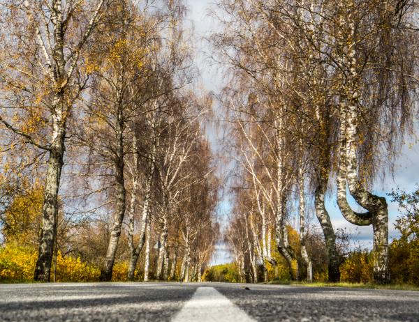 Fall from the mid of the road