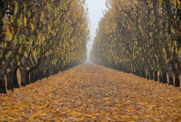 Fall Grove in the Fog