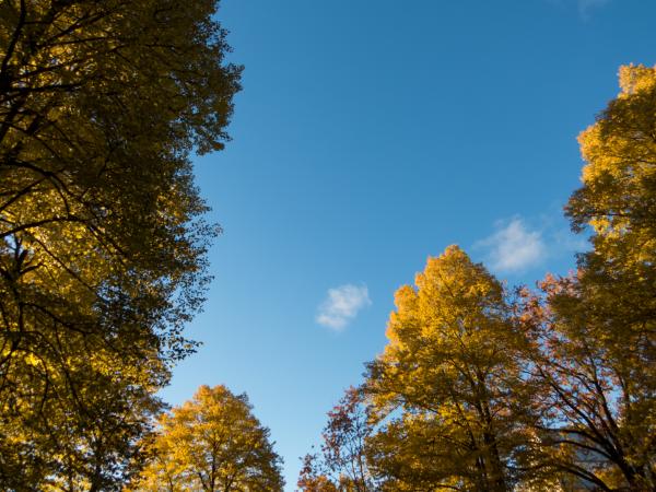 Fall in it's majesty