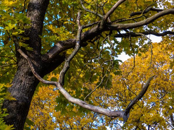 Fall in it's majesty!