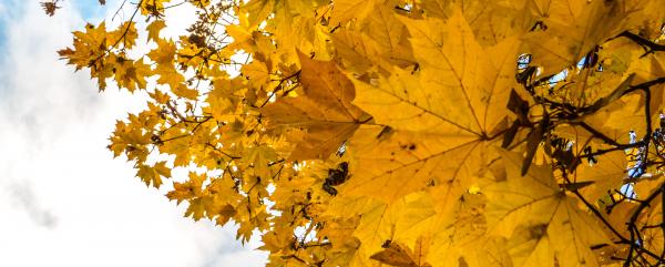 Fall in it's majesty!