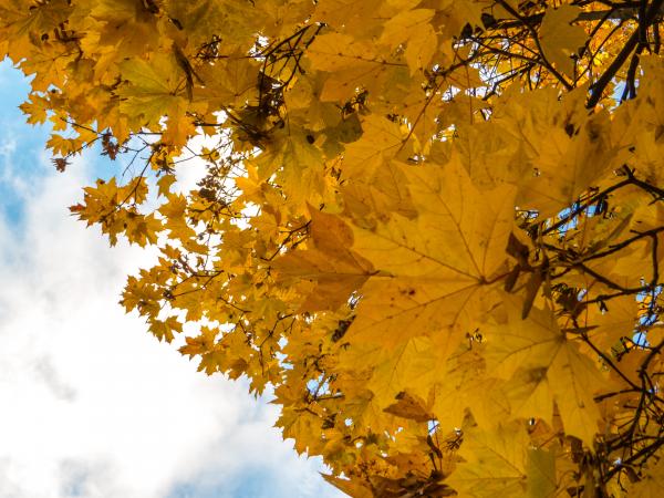 Fall in it's majesty!