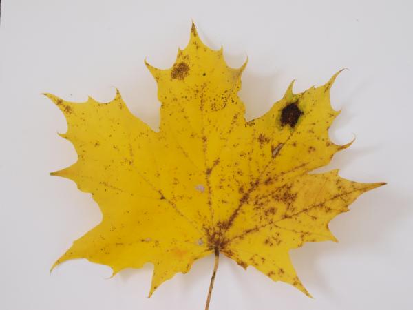 Fall leaf