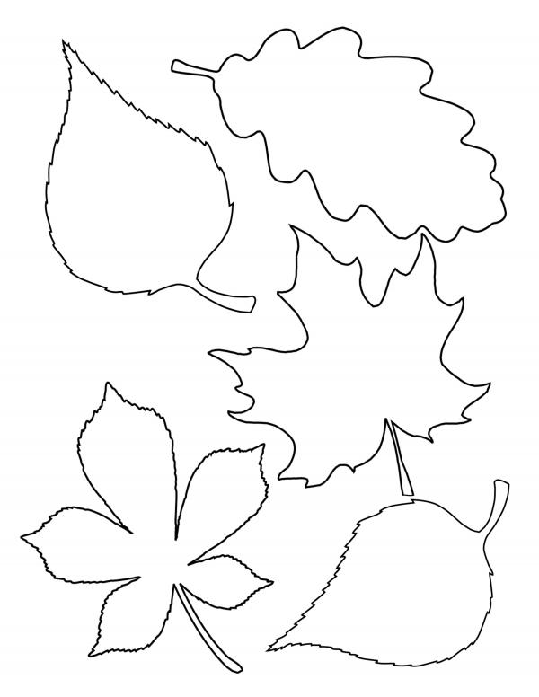 Fall leaf