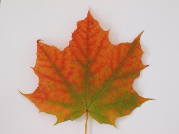 Fall leaf