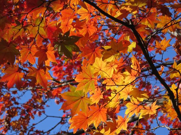 Fall leaf