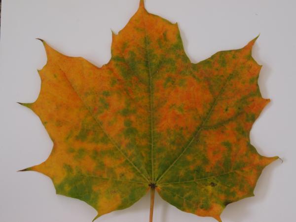Fall leaf