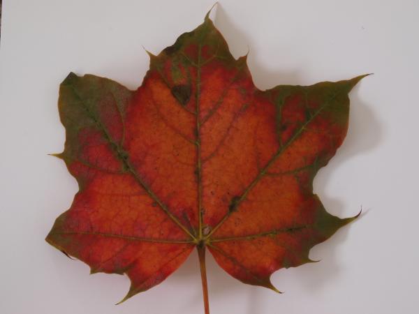 Fall leaf