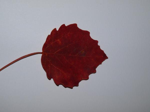 Fall leaf