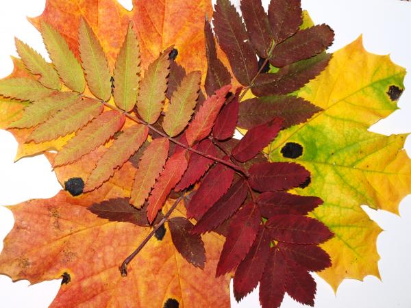 Fall leaf