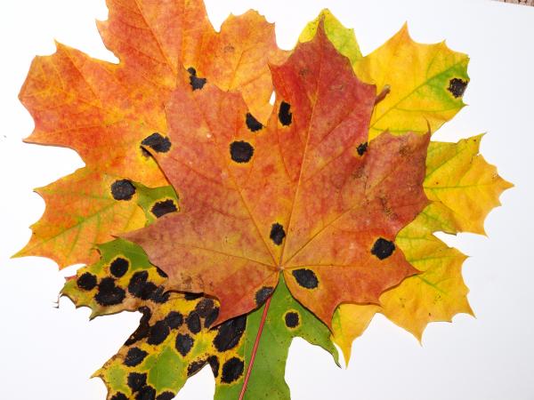 Fall leaf