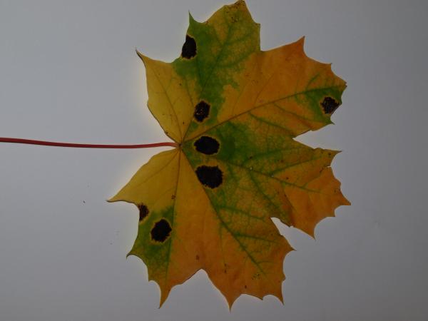 Fall leaf
