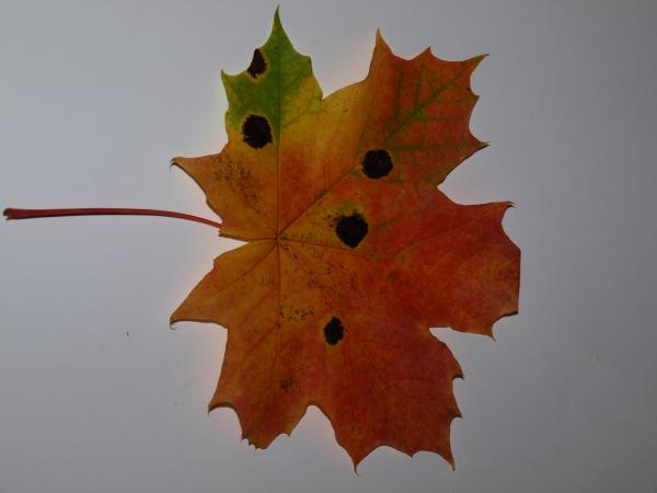 Fall leaf