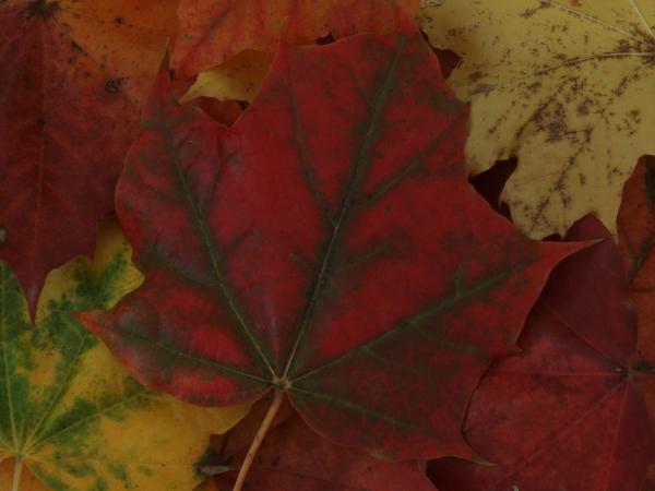 Fall leaf