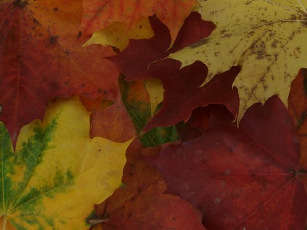 Fall leaf