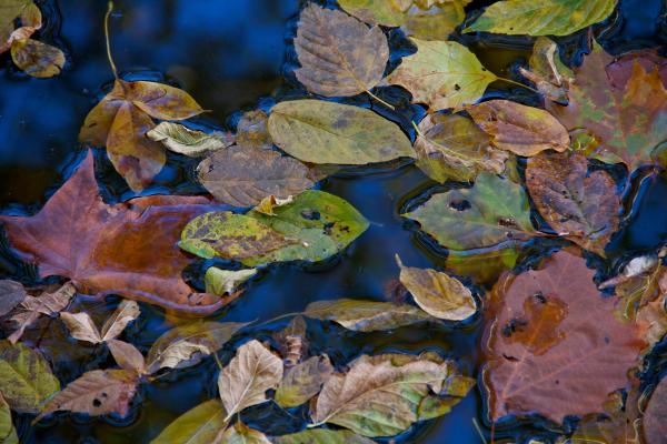 Fall Leaves on Still Water