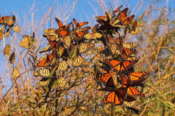 Fall milkweed