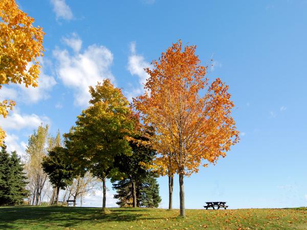 Fall on the Hill
