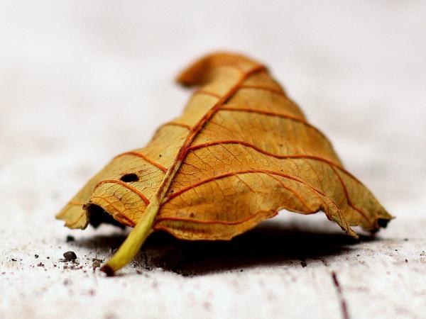 Fallen Leaf