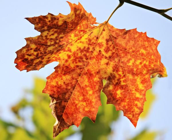 Fallen Leaves