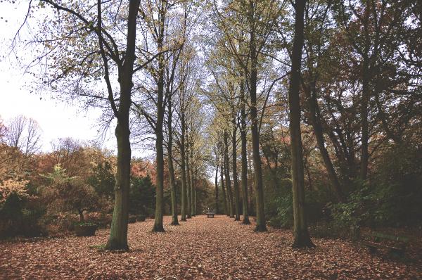 Fallen Leaves