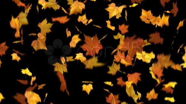Fallen Leaves Texture