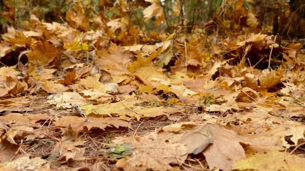 Fallen Leaves Texture