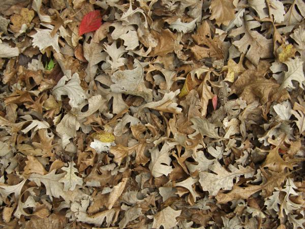 Fallen Leaves Texture
