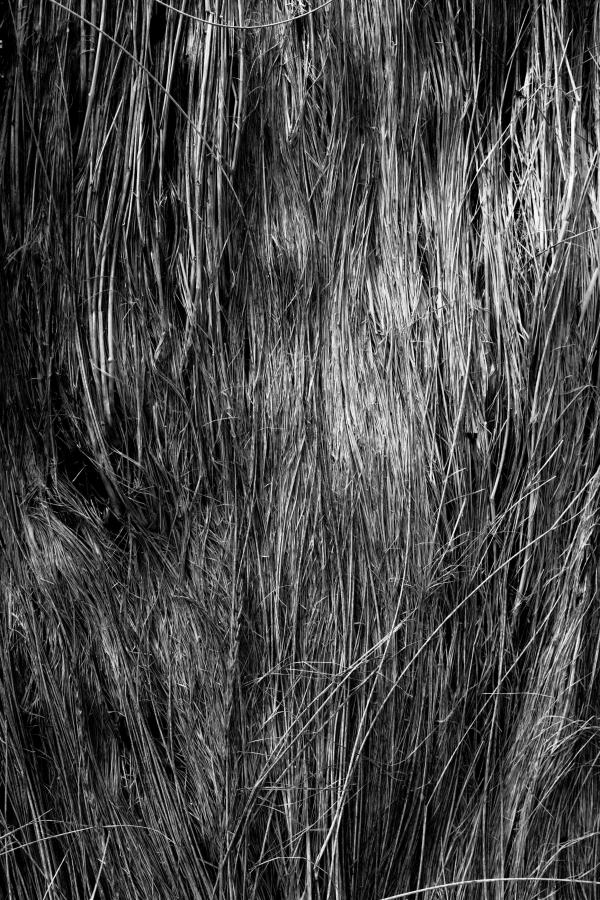 Fallen Straws Texture