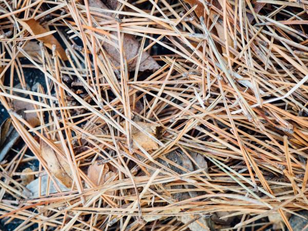 Fallen Straws Texture