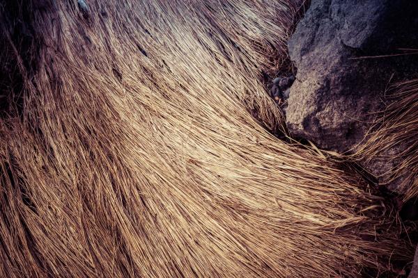 Fallen Straws Texture