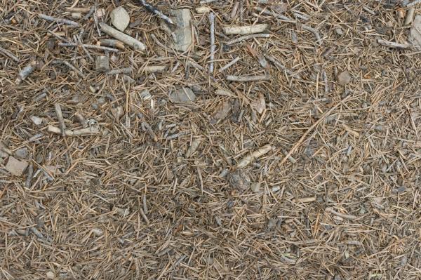 Fallen Straws Texture