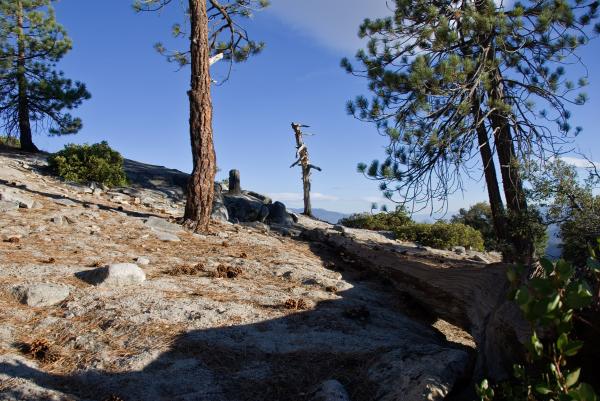 Fallen Tree in Needles