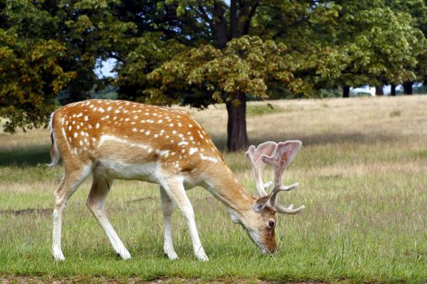 Fallow deer