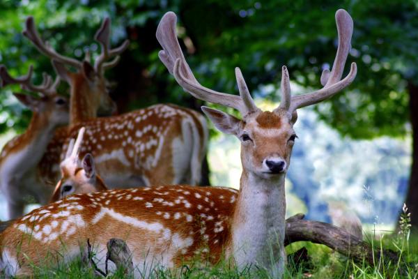 Fallow deer